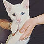 Valentin participe au concours pour gagner de l'argent avec cette photo : kitten, white_fur, heterochromia, blue_eye, green_eye, pet, animal, hand, human_hand, bracelet, ring, closeup, cute, feline, domestic_cat, young_cat, indoor, portrait, soft_fur, whiskers