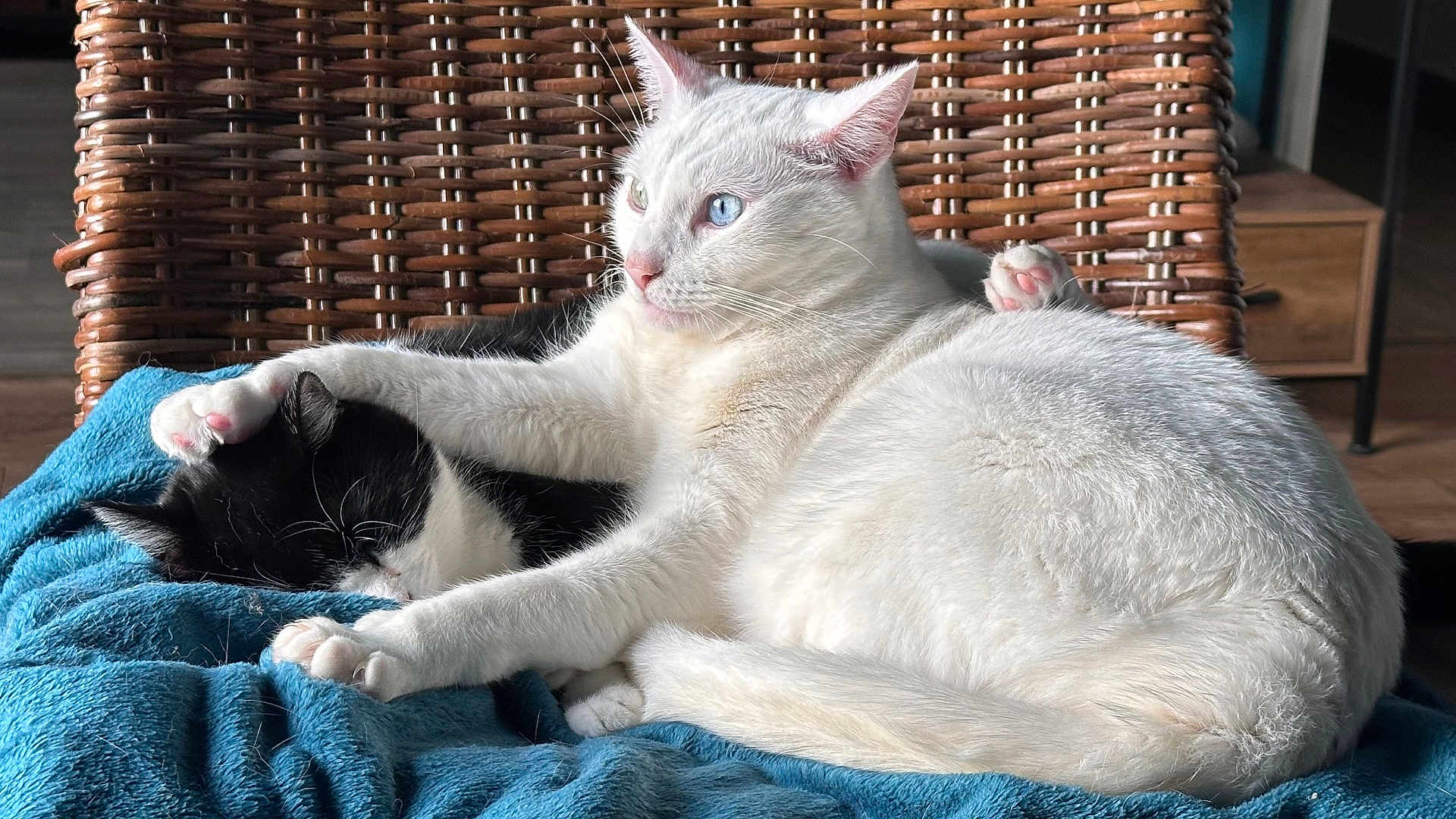 Valentin participe au concours pour gagner de l'argent avec cette photo : cat, cats, white_cat, black_and_white_cat, cuddling, sleeping, paw, blanket, wicker_chair, indoor, cozy, feline, pet, animal, fur, resting, cute, domestic_cat, friendship, relaxation