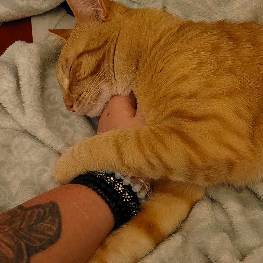 Monkey joined the competition — help win amazing prizes! abyssinian, accessories, animal, ankle, back, bed, blanket, bodypart, cat, couch, finger, furniture, hand, kitten, manx, person, pet, skin, tattoo, wrist