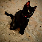 Toothless joined the competition — help win amazing prizes! cat, kitten, black_cat, sand, outdoor, pet, animal, collar, bell, curious, young, feline, sitting, alert, whiskers, ears, paw, tail, nature, texture
