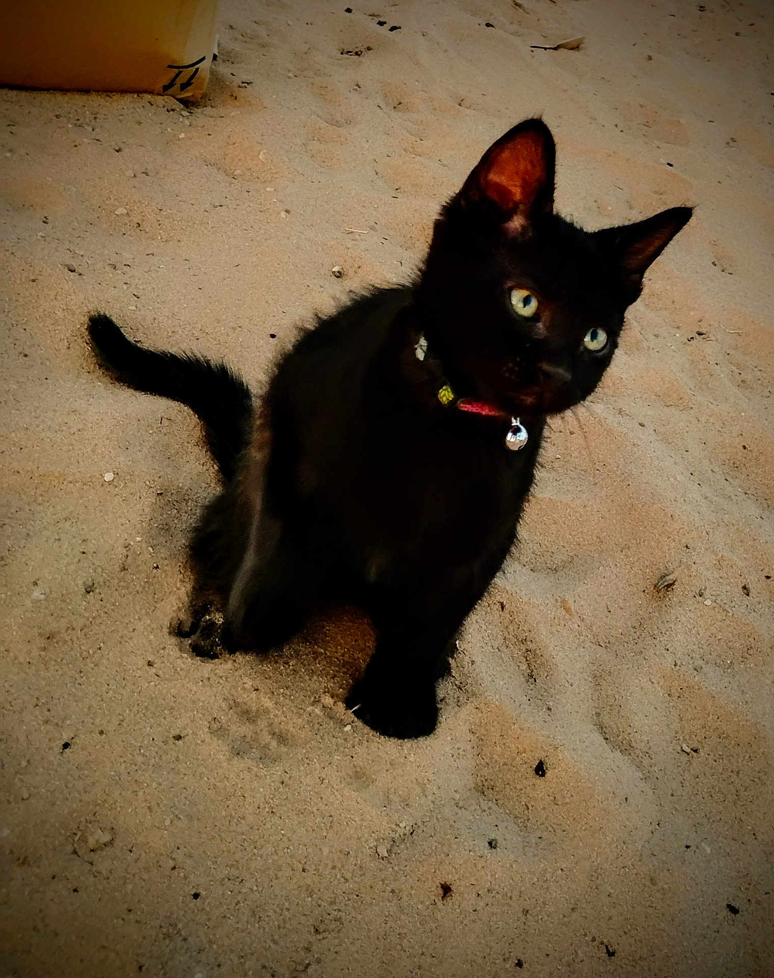 Toothless