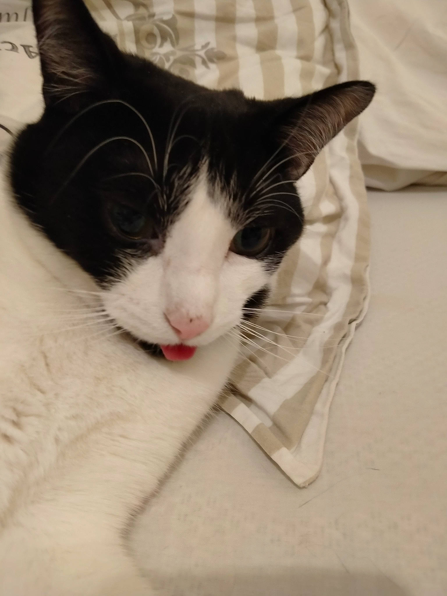 Ralph a rejoint le concours — aidez-le/la à gagner de superbes lots ! carmine, carnivore, cat, comfort, domestic_short_haired_cat, eye, felidae, foot, fur, head, human_body, human_leg, leg, nap, paw, small_to_medium_sized_cats, snout, tail, textile, whiskers