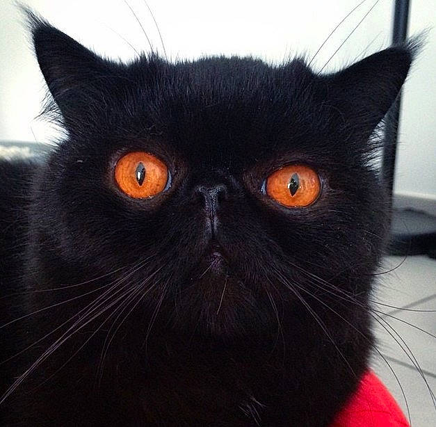 Hektor participe au concours pour gagner de l'argent avec cette photo : black_cat, bombay, carnivore, cat, comfort, domestic_short_haired_cat, eye, felidae, fur, small_to_medium_sized_cats, snout, tail, terrestrial_animal, whiskers, working_animal