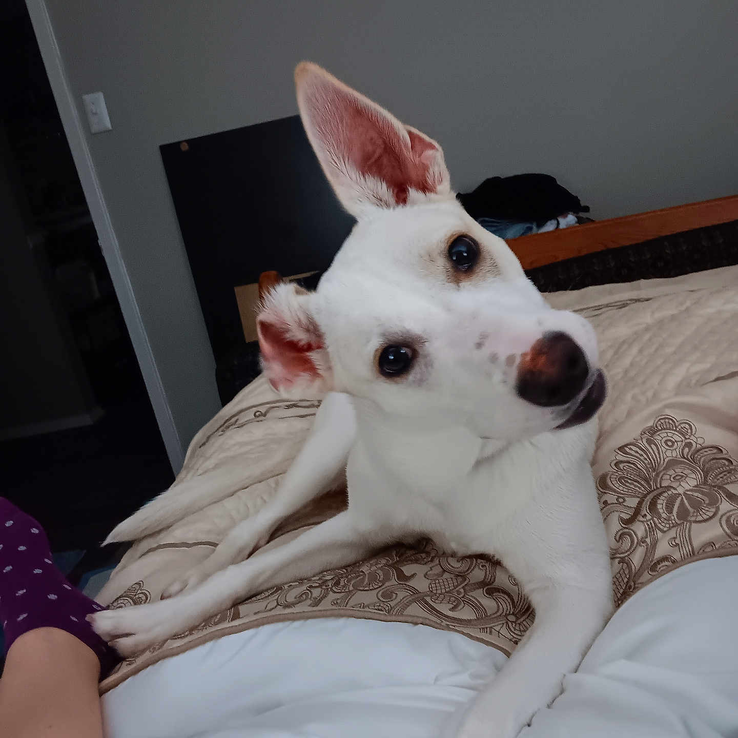 Lola is registered to the contest to win money with this photo: adult, animal, bed, bodypart, canine, couch, cushion, dog, female, finger, furniture, homedecor, hound, husky, indoors, person, pet, pointer, puppy, woman