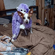 Luna joined the competition — help win amazing prizes! dog, plush_costume, bed, blanket, pillow, wooden_wall, remote_control, indoor, pet, cozy, purple, stuffed_animal, brown_bedding, person_hand, curtains, window_blinds, cute, animal_costume, furniture, relaxation