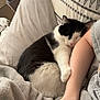 Fifi is registered to the contest to win money with this photo: cat, sleeping, couch, blanket, pillow, arm, phone, hand, indoor, cozy, black_and_white_cat, resting, feline, human, casual, comfort, relaxation, soft_texture, patterned_pillow, closeup