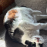 Fifi is registered to the contest to win money with this photo: cat, black_and_white, lying_down, carpet, sunlight, indoor, pet, feline, fluffy, relaxed, green_eyes, whiskers, cute, animal, domestic, fur, resting, cozy, closeup, portrait