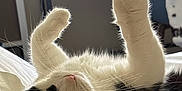 Fifi is registered to the contest to win money with this photo: cat, black_and_white, indoor, bed, paws_up, relaxed, pet, feline, whiskers, fur, cute, cozy, resting, looking, animal, soft_light, closeup, comfortable, home, curious