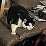 Fifi joined the competition — help win amazing prizes! cat, black_and_white, leather_chair, recliner, indoor, furniture, pet, animal, crouching, focused, cozy, books, bag, carpet, household, domestic, whiskers, ears, claws, paw