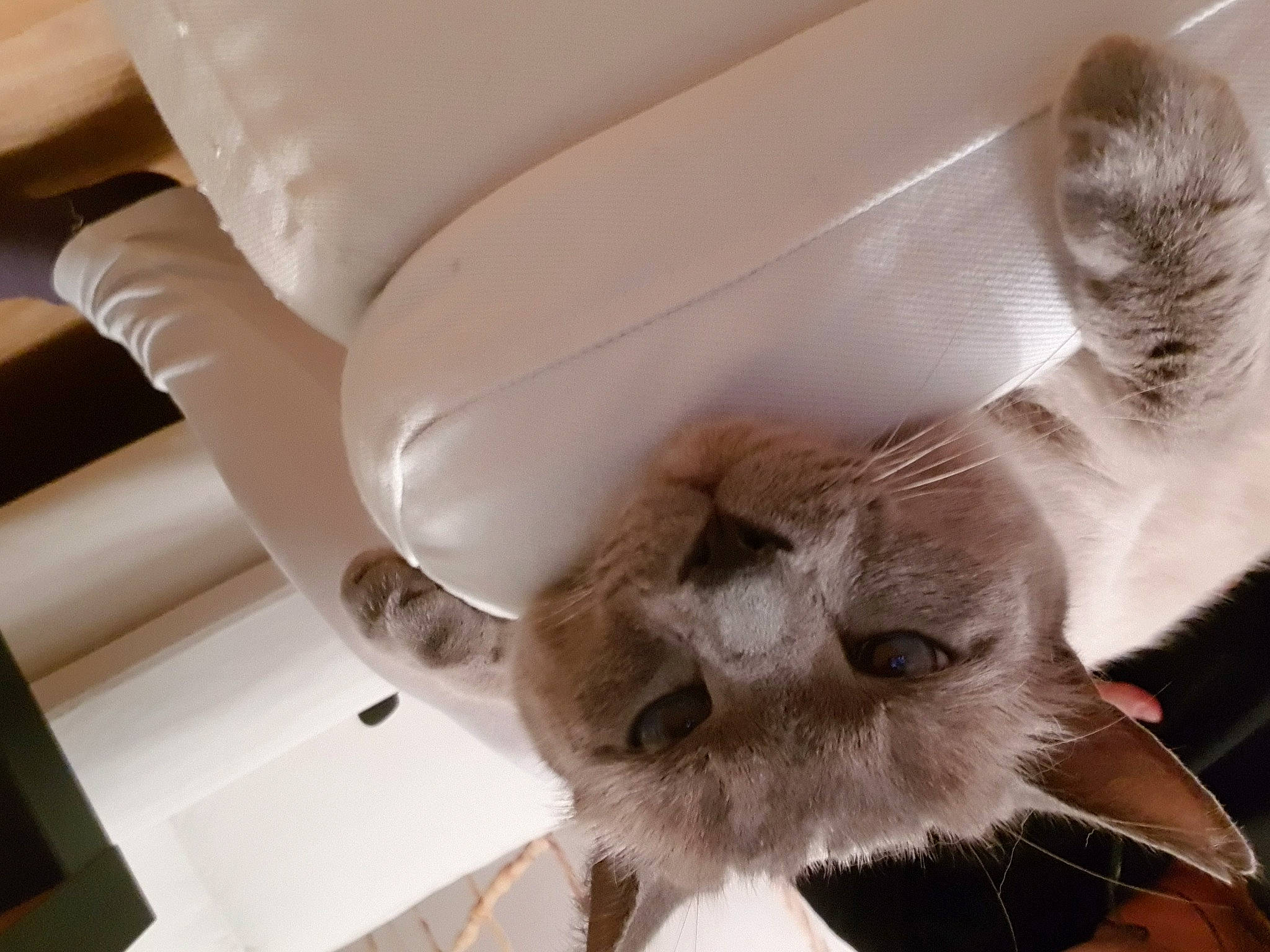 Calice participe au concours pour gagner de l'argent avec cette photo : asian, carnivore, cat, claw, ear, fawn, felidae, fur, kitten, nose, paw, small_to_medium_sized_cats, snout, tonkinese, whiskers