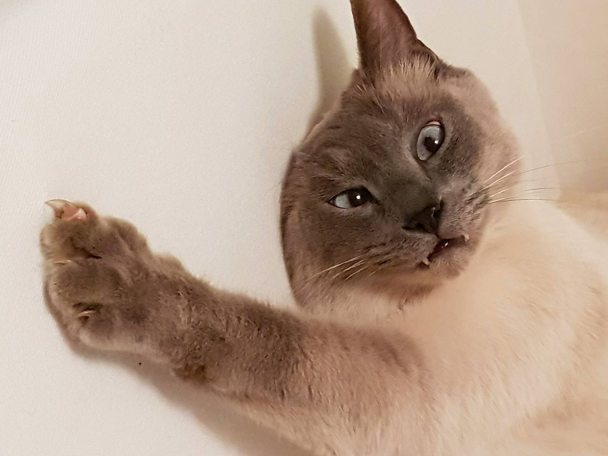 Calice a rejoint le concours — aidez-le/la à gagner de superbes lots ! asian, australian_mist, british_shorthair, burmese, burmilla, carnivore, cat, domestic_short_haired_cat, fawn, felidae, kitten, korat, mammal, nebelung, small_to_medium_sized_cats, snout, thai, tonkinese, vertebrate, whiskers