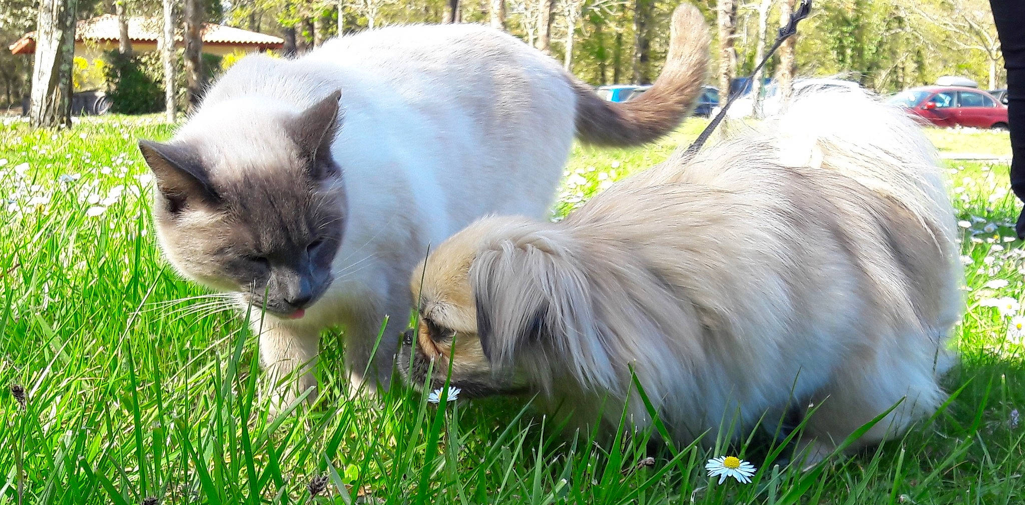 Calice a rejoint le concours — aidez-le/la à gagner de superbes lots ! balinese, birman, carnivore, cat, domestic_long_haired_cat, fawn, felidae, grass, mammal, persian, ragdoll, siberian, small_to_medium_sized_cats, thai, vertebrate, whiskers