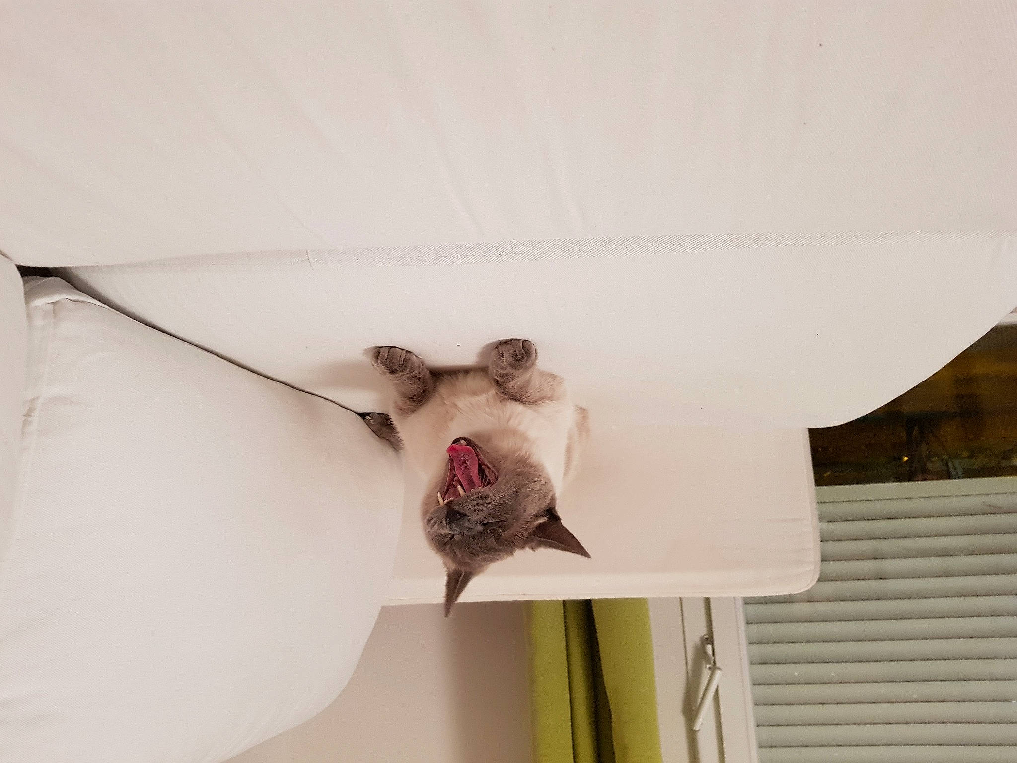 Calice participe au concours pour gagner de l'argent avec cette photo : cat, ceiling, interior_design, room, textile, wall, white