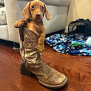 Otis is registered to the contest to win money with this photo: puppy, dog, cowboy_boot, wooden_floor, living_room, sofa, blanket, pet, cute, small_dog, brown_dog, indoor, flooring, domestic_animal, canine, animal, footwear, resting, young_dog, household
