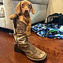 puppy, dog, cowboy_boot, wooden_floor, living_room, sofa, blanket, pet, cute, small_dog, brown_dog, indoor, flooring, domestic_animal, canine, animal, footwear, resting, young_dog, household