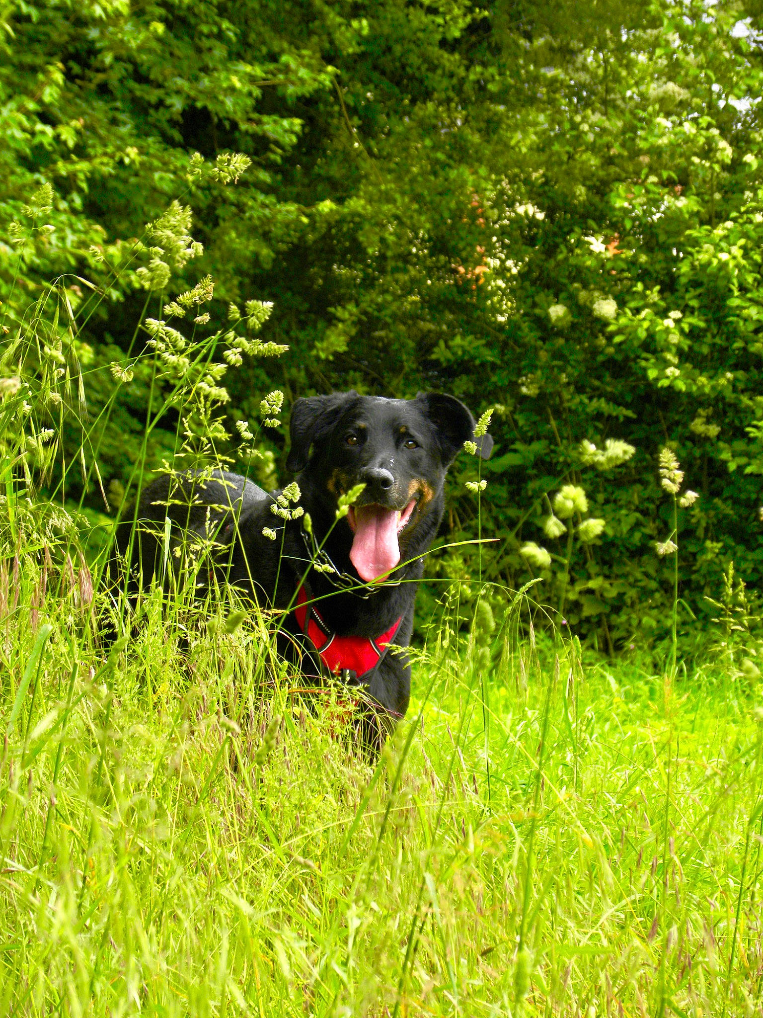 Jessy a rejoint le concours — aidez-le/la à gagner de superbes lots ! borador, carnivore, collar, companion_dog, dog, dog_breed, dog_collar, electric_blue, grass, grassland, groundcover, herbaceous_plant, natural_landscape, pasture, plant, shrub, sporting_group, tail, tree, working_animal