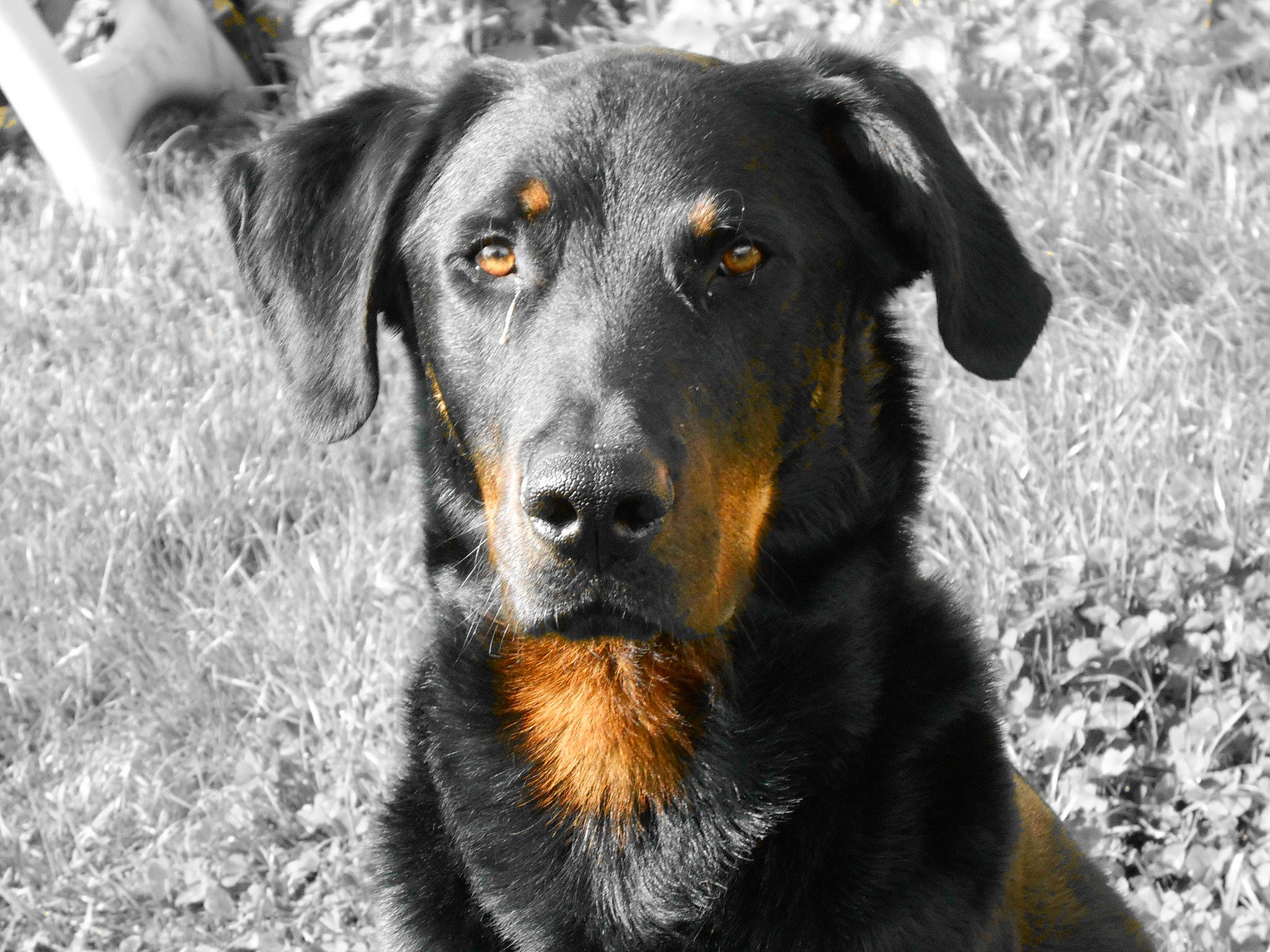 Jessy participe au concours pour gagner de l'argent avec cette photo : carnivore, companion_dog, dog, dog_breed, fur, grass, hunting_dog, plant, rottweiler, snout, sporting_group, terrestrial_animal, working_animal, working_dog