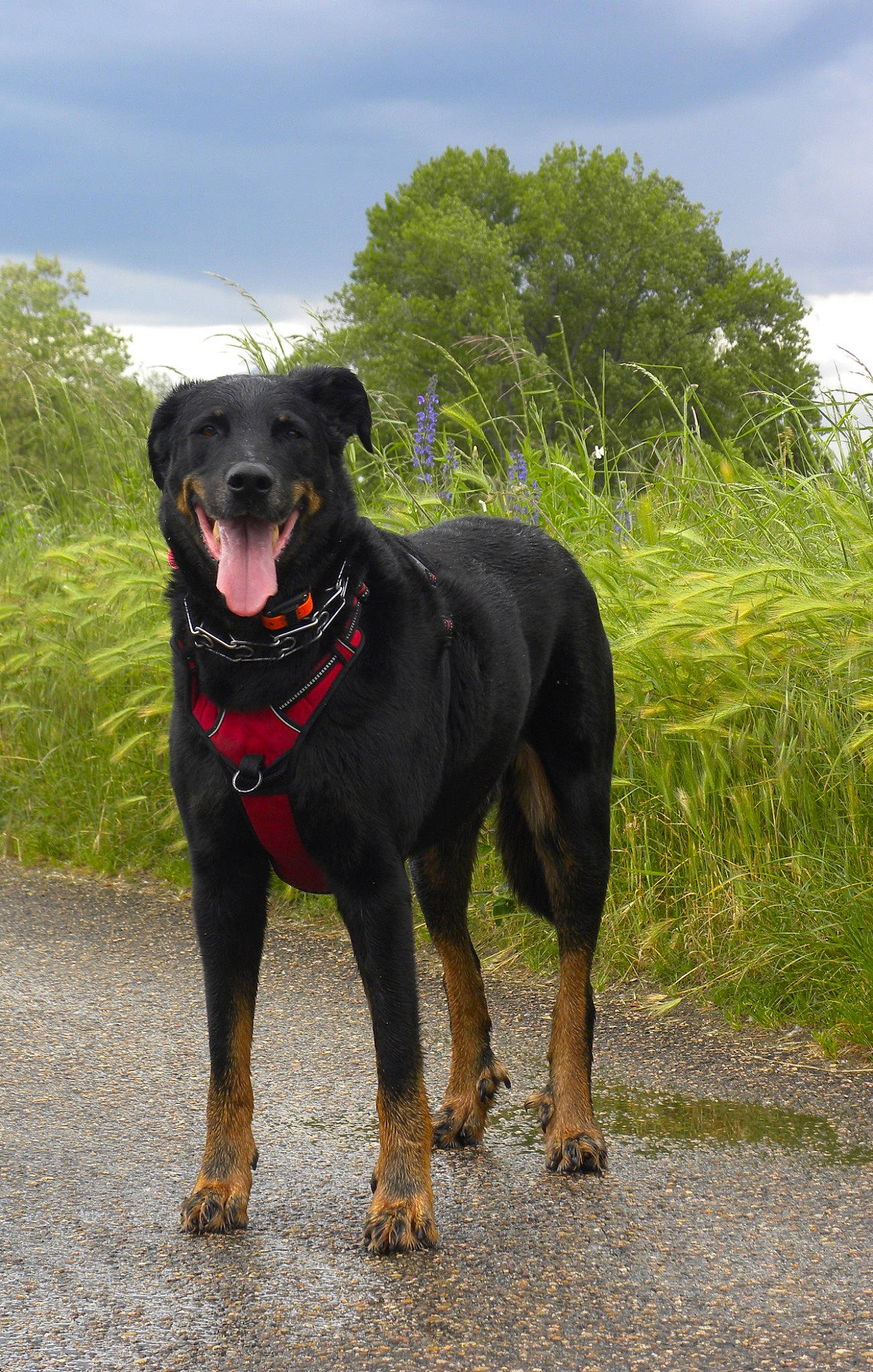 Jessy participe au concours pour gagner de l'argent avec cette photo : borador, canidae, carnivore, cloud, collar, companion_dog, dog, dog_breed, dog_collar, grass, grassland, guard_dog, leash, personal_protective_equipment, plant, sky, snout, sporting_group, tree, working_animal