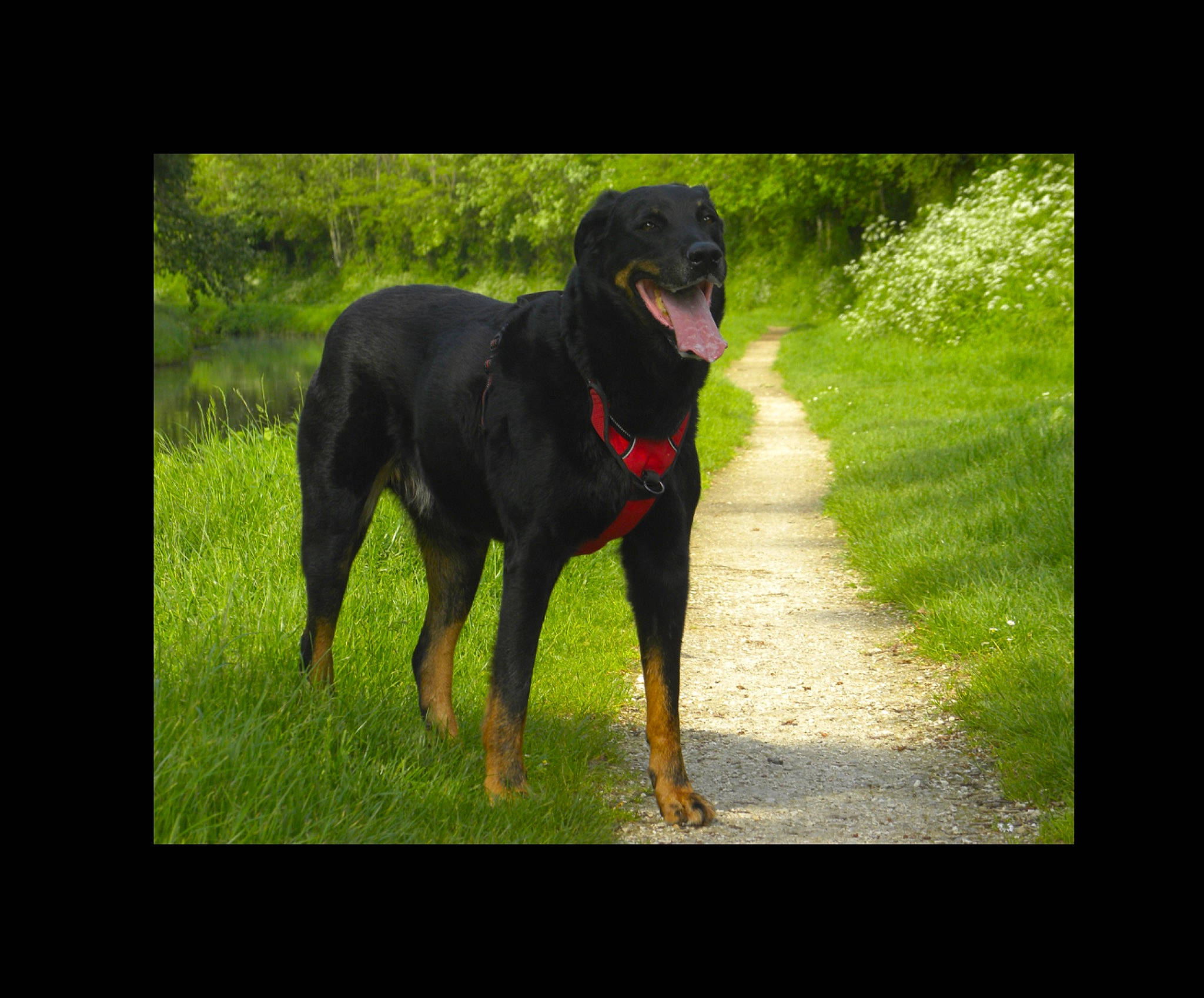 Jessy participe au concours pour gagner de l'argent avec cette photo : art, borador, canidae, carnivore, collar, companion_dog, dog, dog_breed, dog_collar, grass, guard_dog, plant, rottweiler, snout, sporting_group, tail, tree, window, working_animal, working_dog