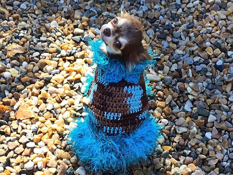 Belochka is registered to the contest to win money with this photo: carnivore, crochet, fawn, knitting