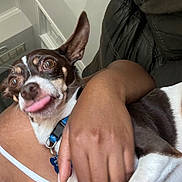 Chase is registered to the contest to win money with this photo: animal, brown_and_white_dog, close_up, companion, couch, cute, dog, domestic, ear_up, hand, household, human_arm, indoor, leather_couch, pet, pet_collar, relaxed, small_dog, tongue_out, white_strap