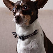 Chase joined the competition — help win amazing prizes! animal, brown, canine, close_up, collar, couch, dog, ears, expression, eyes, fur, furniture, indoor, nose, pet, portrait, sitting, soft_light, whiskers, white