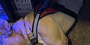 Princess Kobe joined the competition — help win amazing prizes! accessories, animal, bulldog, canine, clothing, couch, dog, furniture, hound, labradorretriever, lifejacket, person, pet, pitbull, pointer, policedog, puppy, sleeping, strap, vest