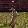 active, alert, animal, backyard, ball, brick_wall, canine, collar, daytime, dog, fun, grass, happy, jumping, outdoor, pet, playing, shadow, sunny, toy