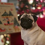 Samy participe au concours pour gagner de l'argent avec cette photo : dog, pug, pet, animal, indoor, christmas_tree, holiday, decorations, blurred_background, red, cute, portrait, sitting, furry, face, ears, eyes, nose, fur, cozy