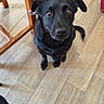 dog, black_dog, pet, indoor, wooden_floor, chair, shoe, scale, curious, looking_up, animal, canine, flooring, domestic, ears, tail, snout, eyes, fur, sitting