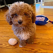 Wally is registered to the contest to win money with this photo: puppy, dog, toy, floor, wooden_floor, indoor, curly_fur, brown_fur, pet, cute, small_dog, playful, animal, domestic_animal, looking_at_camera, soft_toy, football_toy, home, furniture, flooring