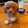 puppy, dog, toy, floor, wooden_floor, indoor, curly_fur, brown_fur, pet, cute, small_dog, playful, animal, domestic_animal, looking_at_camera, soft_toy, football_toy, home, furniture, flooring