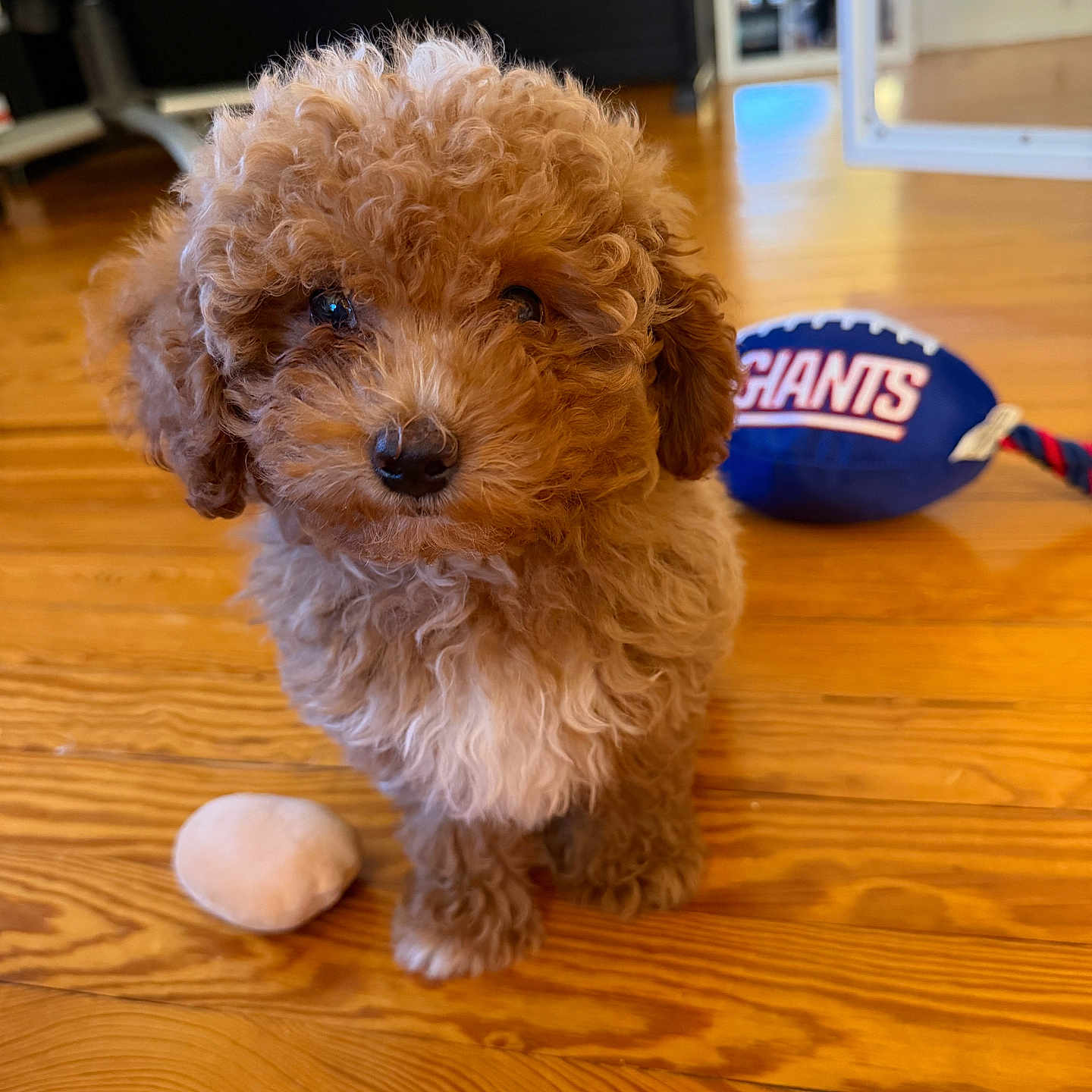 Wally
