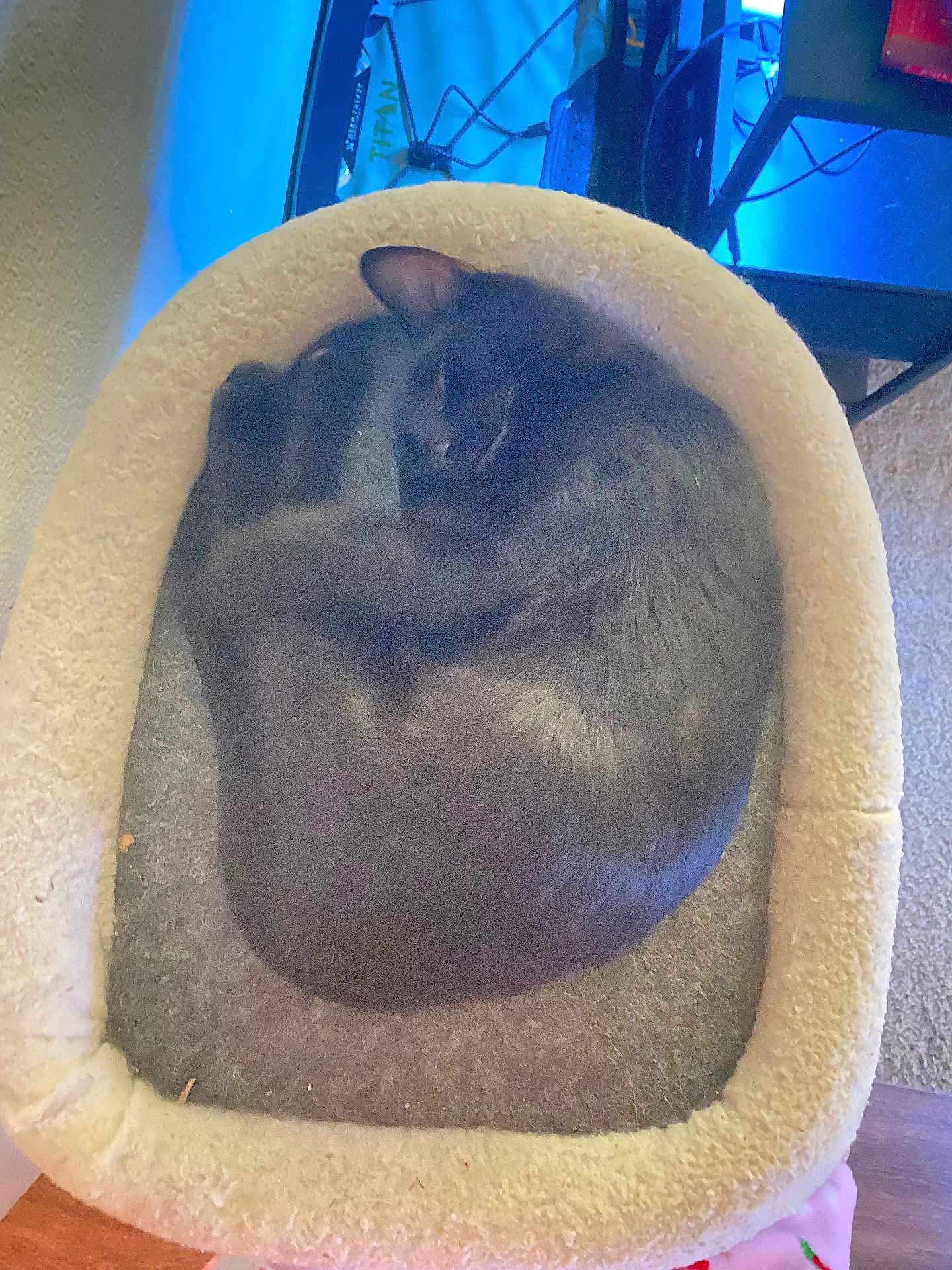 Batman joined the competition — help win amazing prizes! animal, black_cat, blue_light, carpet, cat, cozy, curled_up, cute, domestic_cat, feline, fur, furniture, home, indoor, pet_bed, quiet, relaxing, resting, sleeping, soft_bed
