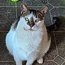 animal, bright_eyes, cat, close_up, curious, domestic, feline, floor, fur_texture, green_cover, indoor, looking_up, pet, sitting, tabby, table_leg, tile, whiskers, white_fur, yellow_eyes