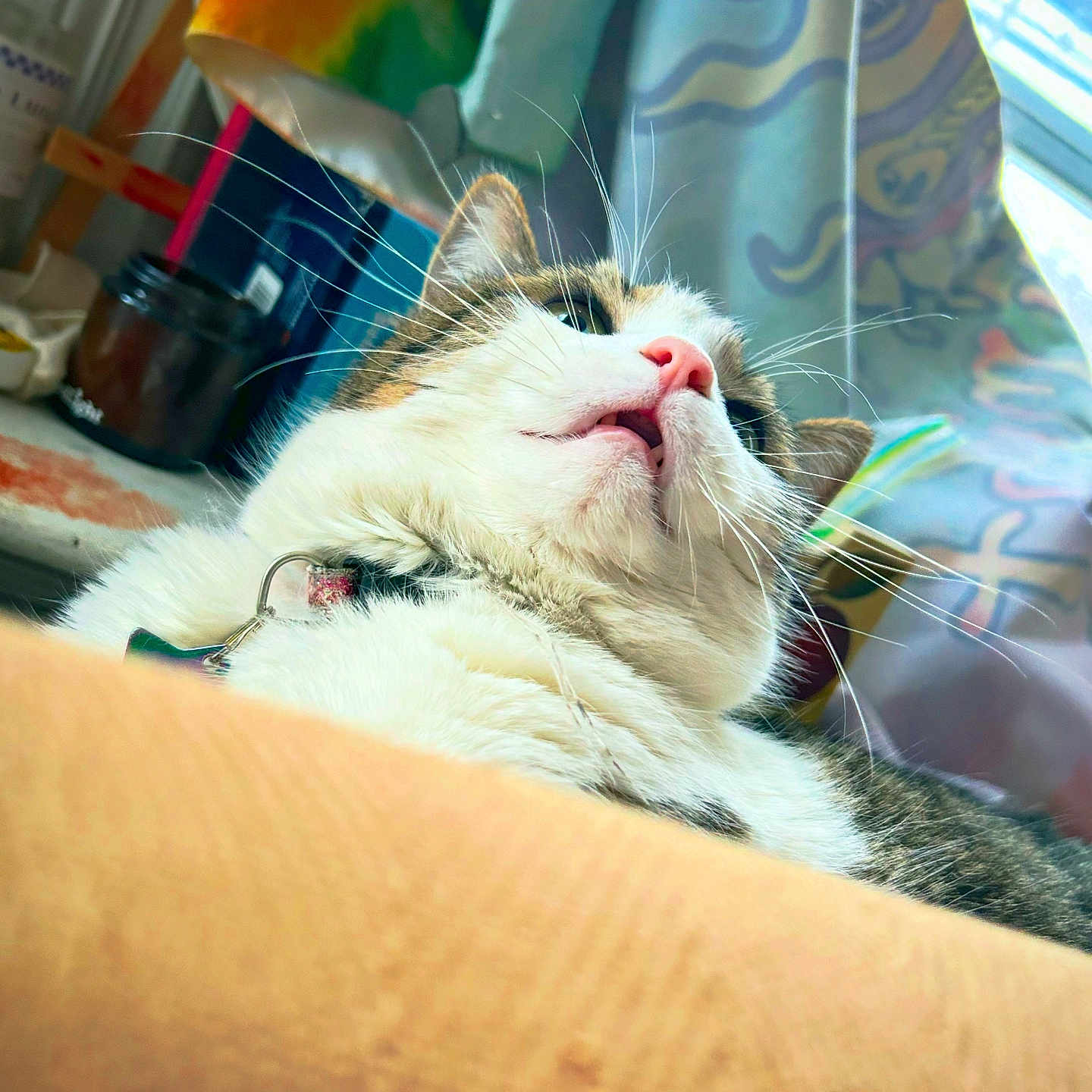 Spicy is registered to the contest to win money with this photo: cat, indoor, close_up, whiskers, pink_nose, feline, pet, fur, collar, colorful_background, curtains, cozy, household, relaxed, animal, cute, portrait, lying_down, domestic_cat, soft