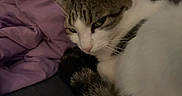 Spicy joined the competition — help win amazing prizes! cat, pet, animal, feline, bed, blanket, purple, fur, whiskers, resting, closeup, sleepy, domestic, cozy, indoor, cute, tail, soft, relaxed, comfort