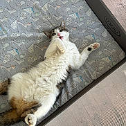 Spicy joined the competition — help win amazing prizes! cat, fluffy, playful, mammal, pet, lying_down, indoor, mattress, patterned, animal_print, playpen, paw, whiskers, cute, relaxed, fur, tabby, white, brown, pink_nose
