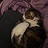 Spicy is registered to the contest to win money with this photo: cat, tabby_cat, white_fur, curled_up, resting, blanket, purple_blanket, soft_texture, indoor, pet, feline, fur, whiskers, relaxed, sleeping_position, cozy, domestic_animal, animal, side_view, rest