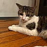 Spicy joined the competition — help win amazing prizes! cat, tabby, white_fur, wooden_floor, indoor, pet, animal, relaxed, lying_down, close_up, fur, whiskers, ears, flooring, domestic_cat, mammal, resting, household, cute, portrait