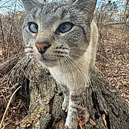 Purrsnikitty joined the competition — help win amazing prizes! animal, blue_eyes, branches, cat, close_up, curious, daylight, forest, fur, ground, leaves, mammal, nature, outdoor, pet, texture, tree_stump, walking, whiskers, wildlife