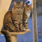 Unity And Lucky joined the competition — help win amazing prizes! cat, tabby_cat, pets, animal, feline, indoor, window, cat_tree, perched, looking_at_camera, two_cats, fur, whiskers, tail, ears, eyes, domestic_cat, striped, sitting, companion