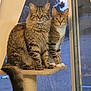 cat, tabby_cat, pets, animal, feline, indoor, window, cat_tree, perched, looking_at_camera, two_cats, fur, whiskers, tail, ears, eyes, domestic_cat, striped, sitting, companion