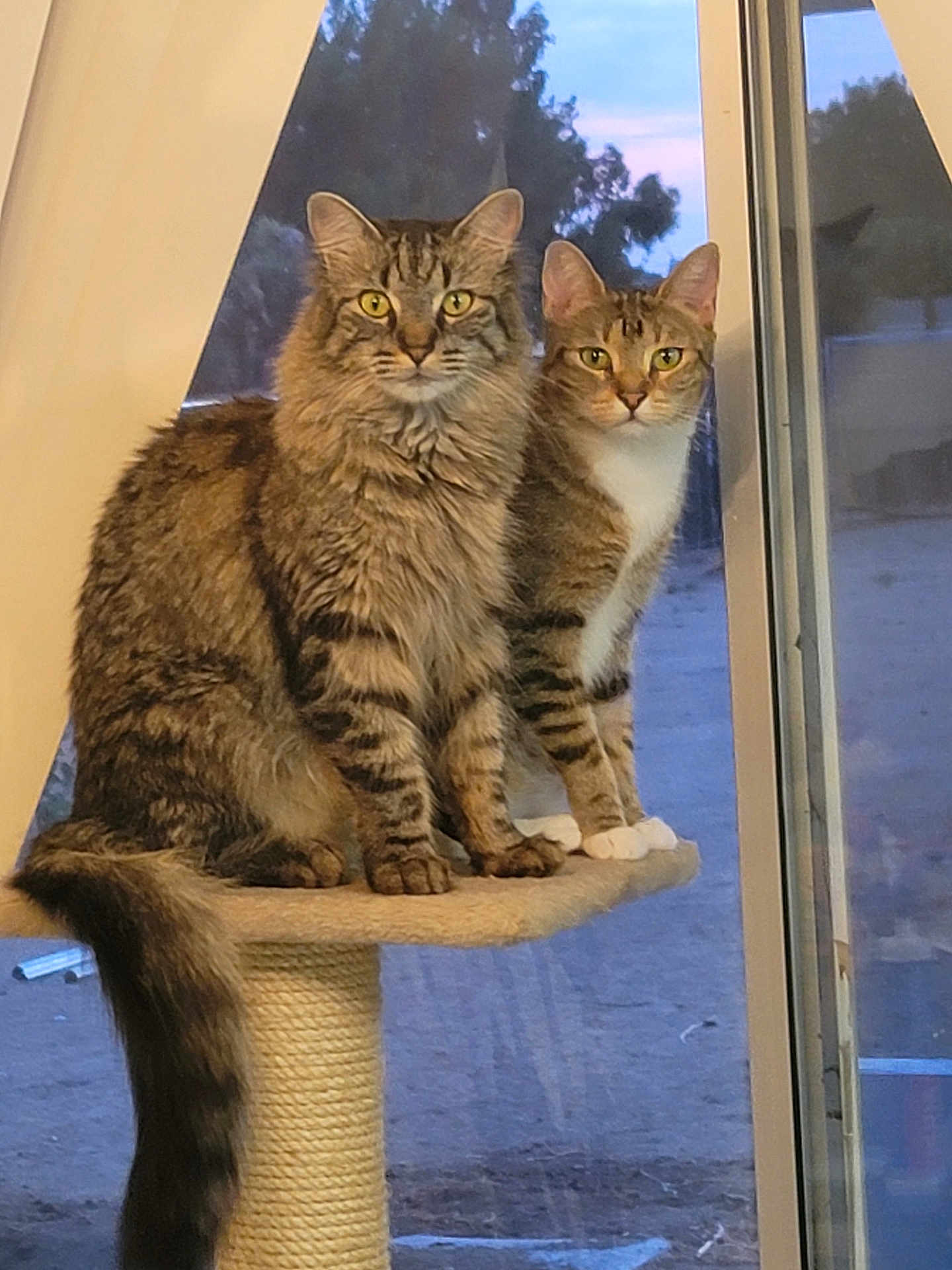 Unity And Lucky joined the competition — help win amazing prizes! cat, tabby_cat, pets, animal, feline, indoor, window, cat_tree, perched, looking_at_camera, two_cats, fur, whiskers, tail, ears, eyes, domestic_cat, striped, sitting, companion