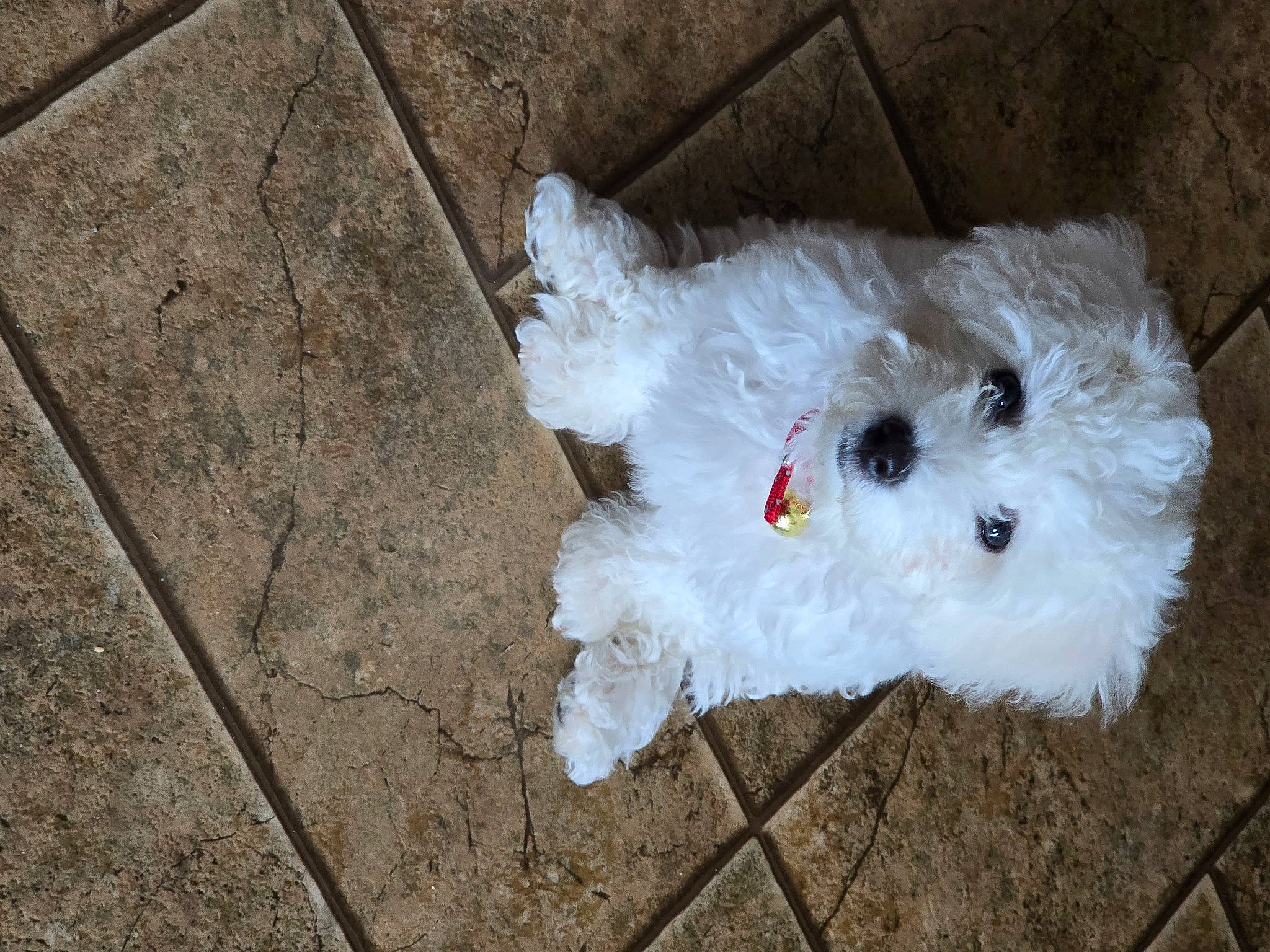 Maggie is registered to the contest to win money with this photo: asphalt, canidae, carmine, carnivore, companion_dog, concrete, dog, dog_breed, fawn, felidae, flooring, fur, road_surface, sporting_group, stuffed_toy, tail, terrestrial_animal, toy, toy_dog, working_animal