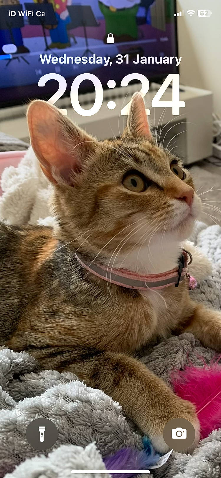 Roxie is registered to the contest to win money with this photo: carnivore, cat, felidae, fur, home_appliance, kitchen_appliance, small_to_medium_sized_cats, snout, terrestrial_animal, whiskers, wildlife