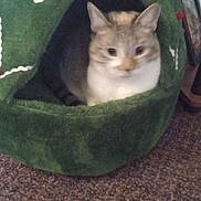 Chichi joined the competition — help win amazing prizes! abyssinian, animal, blanket, canine, cat, couch, cushion, den, dog, egyptiancat, furniture, green, homedecor, indoors, kitten, linen, manx, pet, photoframe, siamese