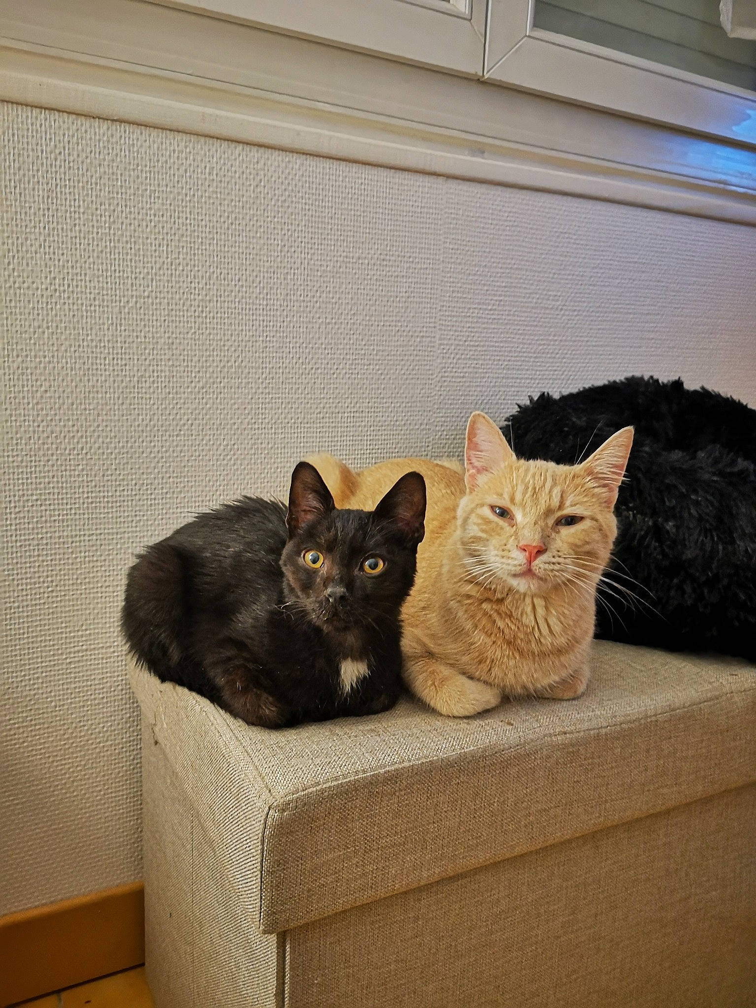 Rouky Et Luck a rejoint le concours — aidez-le/la à gagner de superbes lots ! carnivore, cat, cat_furniture, cat_supply, domestic_short_haired_cat, felidae, home_accessories, pet_supply, small_to_medium_sized_cats, vertebrate, whiskers