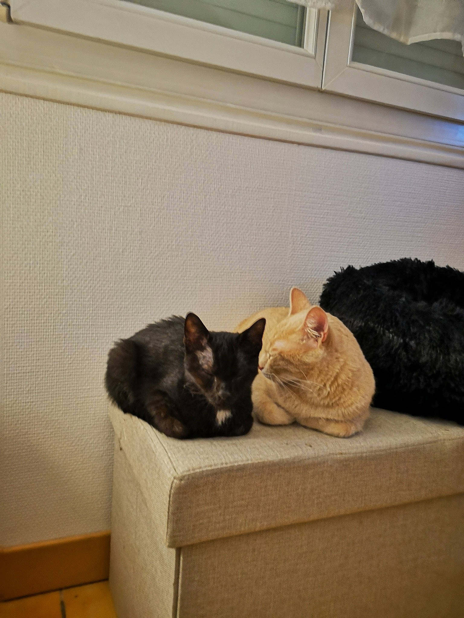 Rouky Et Luck participe au concours pour gagner de l'argent avec cette photo : carnivore, cat, cat_supply, comfort, felidae, fur, pet_supply, small_to_medium_sized_cats, tail, vertebrate, whiskers