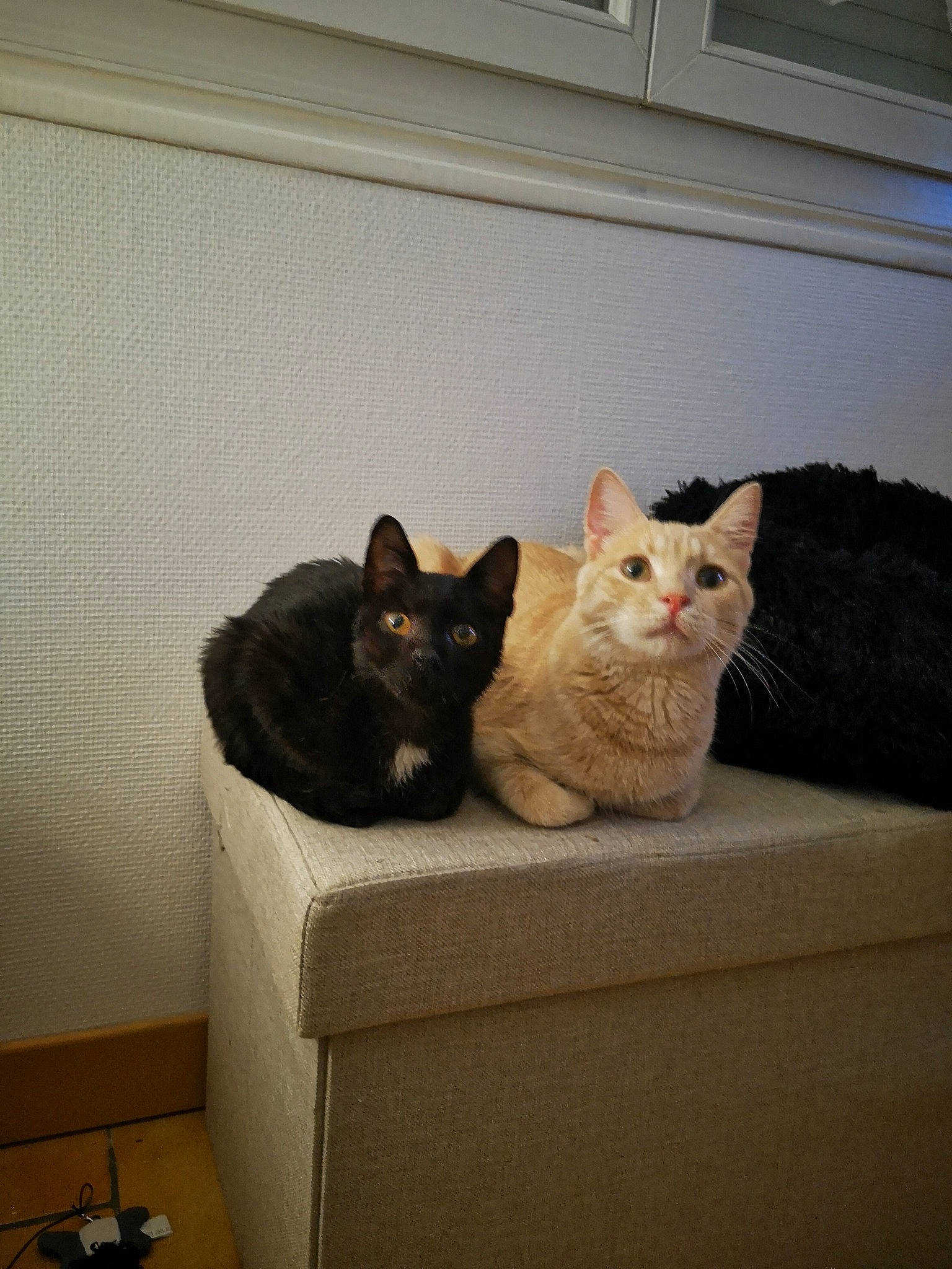 Rouky Et Luck participe au concours pour gagner de l'argent avec cette photo : black_cat, carnivore, cat, cat_furniture, cat_supply, domestic_short_haired_cat, felidae, pet_supply, small_to_medium_sized_cats, vertebrate, whiskers